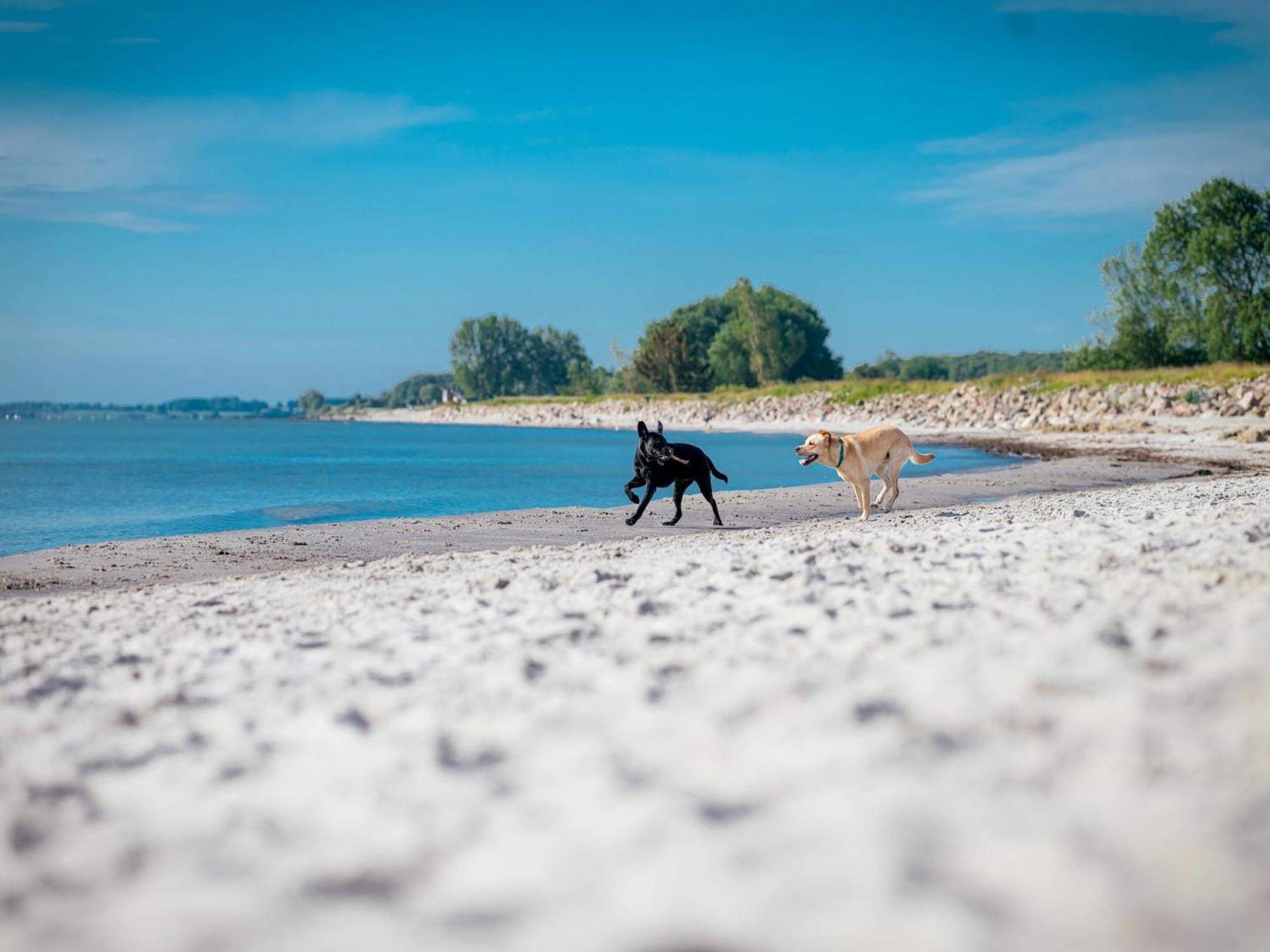 Im Ostseeresort Dampland In Perfekter Lage Ferienhaus
